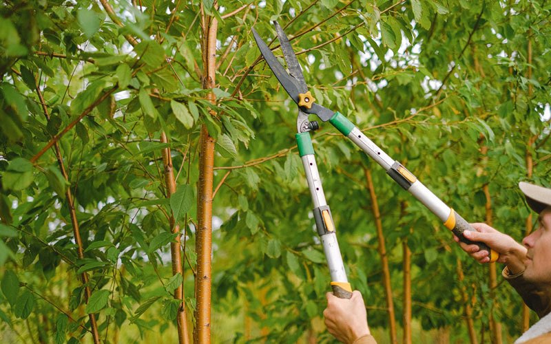 Tree trimming in Dorchester, NE