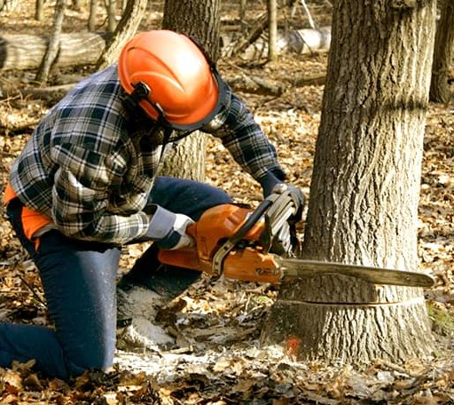 Tree Removal in Dorchester, NE